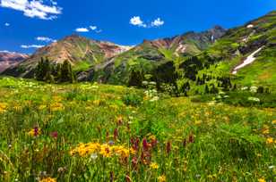 Wildflowers in Cinnamon Pass-3603 Wildflowers in Cinnamon Pass-3603